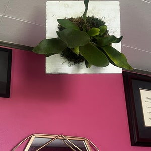 Mounted staghorn fern