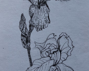 Kleine Blumenzeichnung, Tuscheblumenzeichnung, kleine Tuscheblumenzeichnung