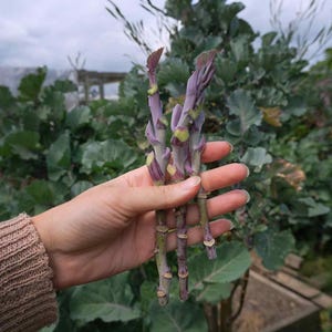 May include: Three stalks of purple sprouting broccoli with thick, fibrous stems and small, tightly clustered purple florets at the top. The stalks are harvested from the garden, showing cut ends at the base and textured, woody surfaces.