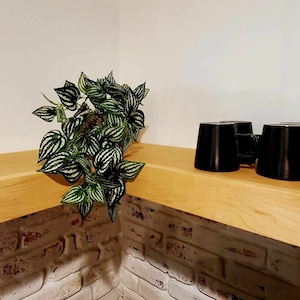 May include: Four black ceramic mugs with handles sit on a light wood shelf. A green and white leafy plant hangs over the edge of the shelf.