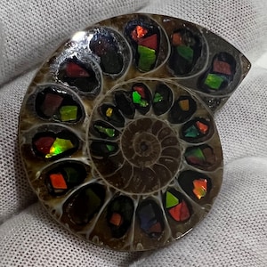 Ammolite/Ammonite