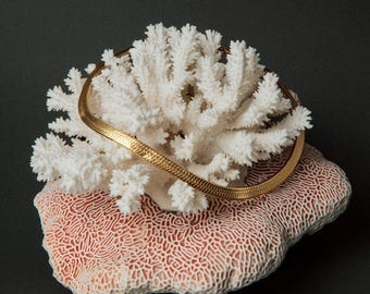 May include: A gold herringbone chain necklace resting on a white coral formation with a pinkish-orange base. The coral is set against a dark background, highlighting the jewelry's design.