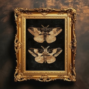 Puede incluir: Una impresión enmarcada de dos ilustraciones vintage de polillas con alas marrones y blancas sobre un fondo negro. El marco es dorado con detalles ornamentados.