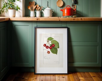Cherries Botanical Print – Vintage Fruit Illustration, Kitchen Wall Art