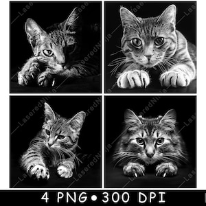Può includere: Quattro fotografie in bianco e nero di un gatto tigrato in diverse pose. Il gatto guarda direttamente la fotocamera in ogni foto.
