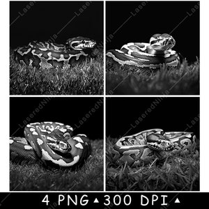 Ball Python Schlange Royal Grassland Coiled Serpent Boa Laser Untersetzer Brennen Graustufen Schiefer PNG Bild Gravieren Schwarz Weiß Etch CO2 Cnc Art