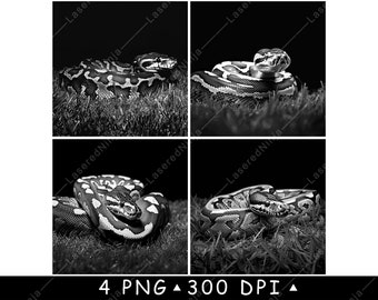 Ball Python Black and White Image Set – Coiled Snake Poses on Grass