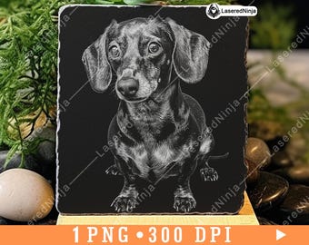 Op de afbeelding: Zwart-witte illustratie van een teckel die op een zwarte achtergrond zit. De hond is getekend in een realistische stijl met gedetailleerd haar en gezichtskenmerken.