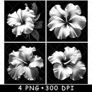 Gumamela Hibiscus fleur fleur plante florale herbe fichier laser tropical sous-verre graver en niveaux de gris ardoise image PNG graver noir blanc gravure CO2 Cnc