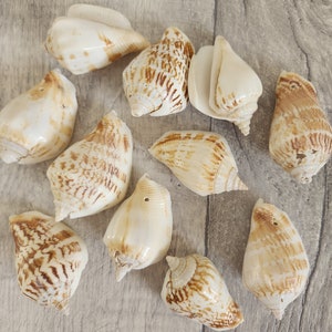 May include: A collection of 10 seashells in various shades of brown and white. The shells are smooth and have a natural, organic texture.