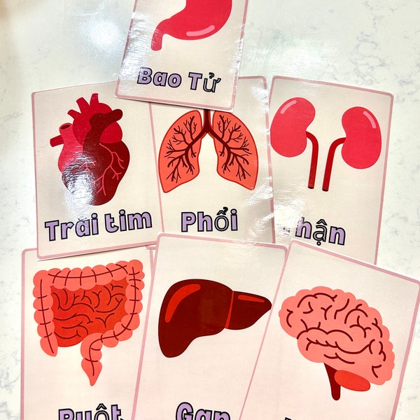 Vietnamese Organ Names