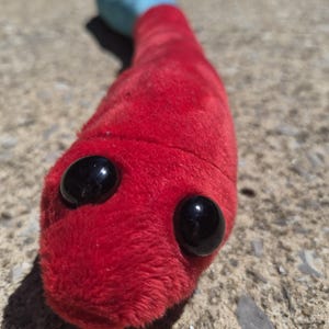 May include: A plush toy shaped like a long worm with a soft red body and a light blue tail section. The toy features two large, round, glossy black plastic eyes positioned on the front of the red head, giving it a distinct, simple appearance.