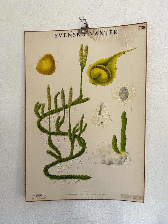 Old Antique School Charts Charts Plants Vintage Swedish