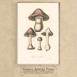 PRINTABLE Agaricus Bulbosus Fungi Mushroom Illustration Medical Botany 1836 | Vintage Medical Antique Botanical Art - P013