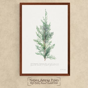 PRINTABLE Juniper Illustration by Georg Dionysius Ehret 1745 | Vintage Drawing Antique Botanical Nature Artwork Home Decor - P012