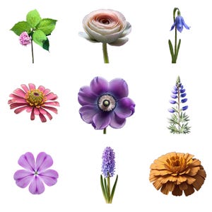 Mais de 500 clipart PNG de flores silvestres, flores silvestres, clipart para impressão, PNGs transparentes, download digital, artesanato em papel, diário