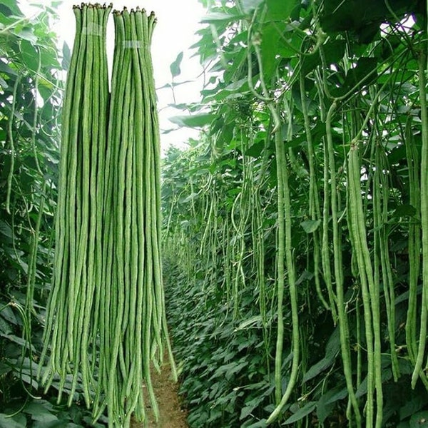 30+ Yard Long Bean Seeds Asian Vegetable Long Bean String Beans Productive