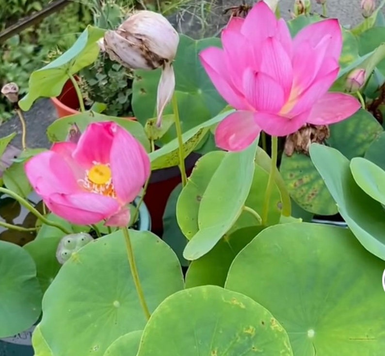 20 Lotus Flower Seeds for Home Planting Ornamental,pink Flower, Purify Water and Air, Water Lily