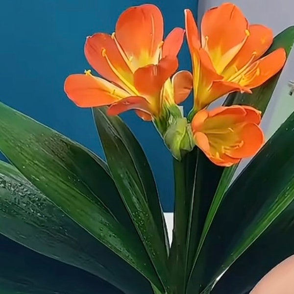 Baby Clivia Live Houseplant Natal lily, bush lily, Kaffir lily Orange 君子蘭苗 正宗立板油匠