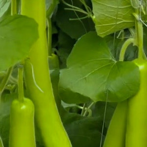 Lagenaria siceraria var gourd seeds,For Vegetable & ornamental Garden Rare Breed from Aisa