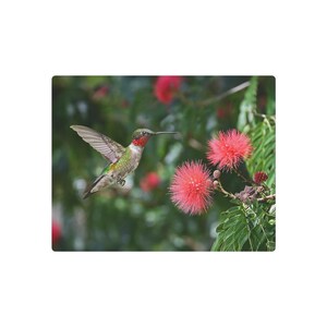 May include: A hummingbird in flight, captured mid-air with wings spread. The bird has a red throat and green back, set against a backdrop of blurred green foliage and vibrant pink, fluffy flowers. Nature and wildlife theme.