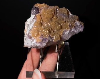 May include: A raw amethyst crystal cluster featuring purple crystalline points partially covered by a textured, golden-brown mineral coating. The specimen is mounted on a clear acrylic stand with two thin metal prongs supporting the base.