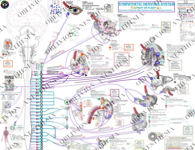 Autonomic Nervous System Study Guide Nurse Anesthesia Nursing and ...