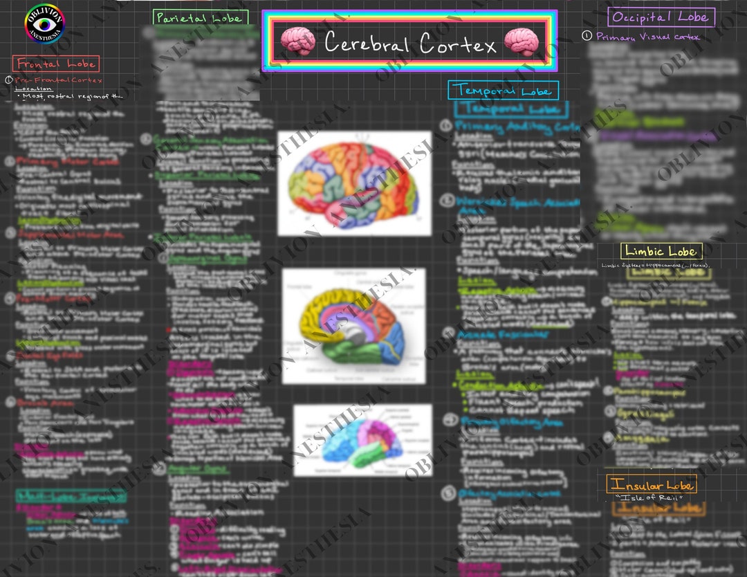 Brain Study Guide Brainstem Neurology Color Coded Cheat Sheet Nurse