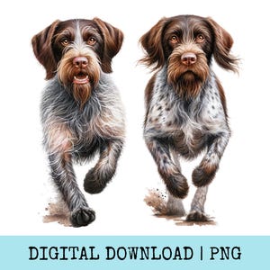 Pode incluir: Duas ilustrações de cães correndo, em estilo aquarela. Os cães têm pelo marrom e branco, com focinhos longos e orelhas caídas. O texto "DIGITAL DOWNLOAD | PNG" está na parte inferior da imagem.
