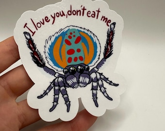 colorful peacock spider