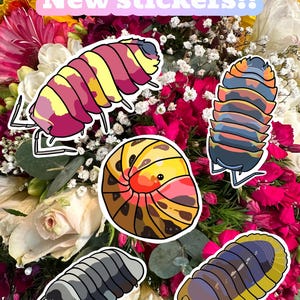 small stickers isopod