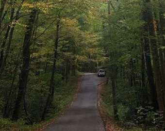Puede incluir: Un camino sinuoso a través de un denso bosque con árboles altos y exuberante follaje verde. El camino está pavimentado y conduce a un claro en la distancia.
