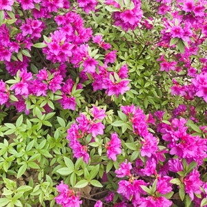 Azalea Flower Digital Download Picture for Website or Blog or Profile
