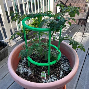 Puede incluir: Una planta de tomate en una maceta grande de terracota, sostenida por una jaula verde. La maceta está sobre una terraza de madera. La planta tiene hojas verdes y está rodeada de tierra y gránulos blancos. Se ve una pequeña etiqueta de la planta.