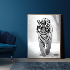 May include: A black and white photograph of a white tiger walking towards the camera in a snowy environment. The tiger has a serious expression and is looking directly at the viewer.