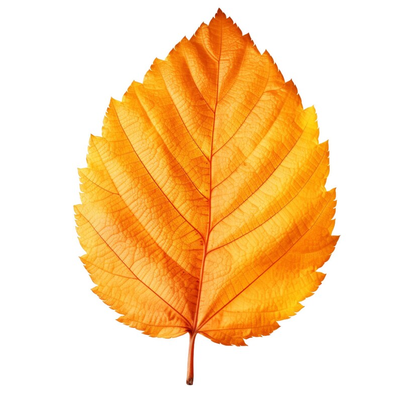 10 Autumn Bliss Set of 10 Realistic Fall Leaves With Etsy Canada