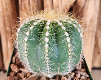 Notocactus magnificus - Parodia - Balloon cactus, Green Ball Cactus, Blue Ball Cactus - Live Cactus Plant