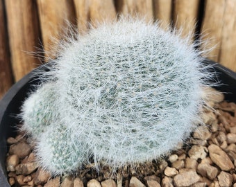 Mammillaria hahniana - Old Lady Pincushion - Birthday Cake Cactus - Live Cactus Plant