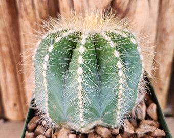 Notocactus magnificus - Parodia - Balloon cactus, Green Ball Cactus, Blue Ball Cactus - Live Cactus Plant