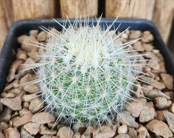 Thelocactus macdowellii - Live Cactus Plant