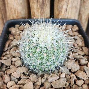 Thelocactus macdowellii Live Cactus Plant image 1