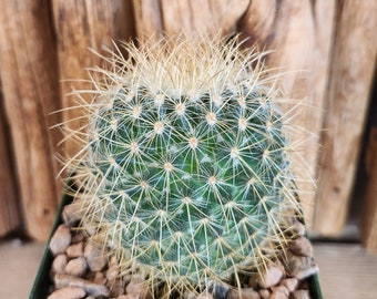 Mammillaria pringlei - Lemon ball cactus - Live Cactus Plant