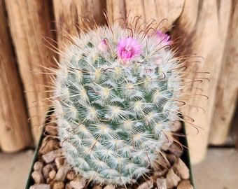 Mammillaria bombycina - Silken Pincushion - Live Cactus Plant
