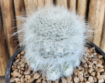 Mammillaria hahniana - Old Lady Pincushion - Birthday Cake Cactus - Live Cactus Plant