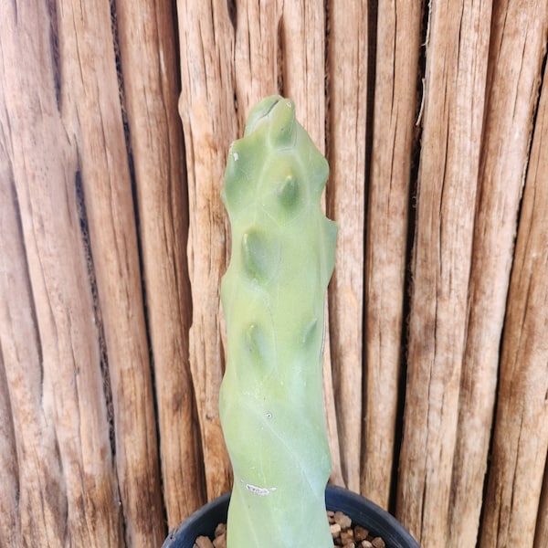 Lophocereus schottii monstrose fma. spiralis - Twisted Sister - Sprialed Totem Pole - Live Cactus Plant