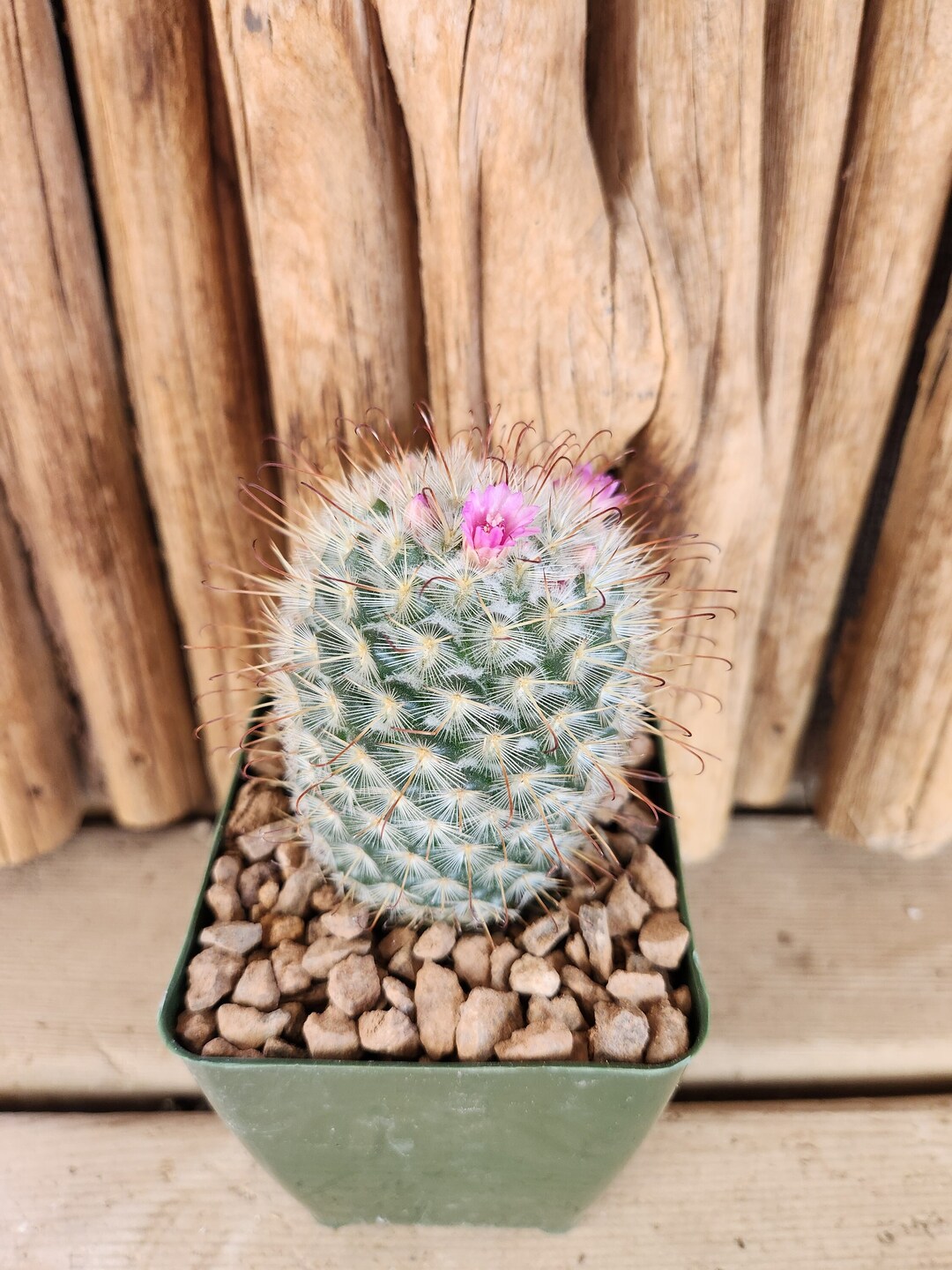 Mammillaria Bombycina Silken Pincushion Live Cactus Plant Etsy