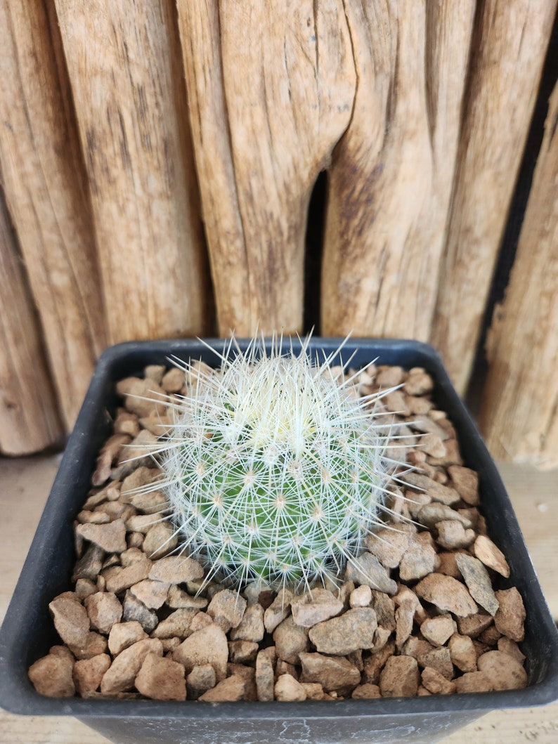 Thelocactus macdowellii Live Cactus Plant image 1