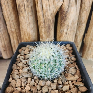 Thelocactus macdowellii Live Cactus Plant image 3