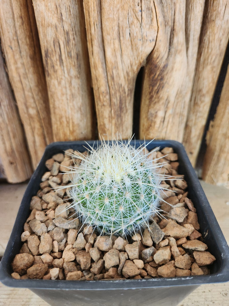 Thelocactus macdowellii Live Cactus Plant image 3