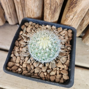 Thelocactus macdowellii Live Cactus Plant image 5